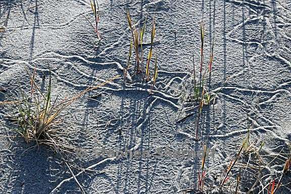 sand tracks 4 graphic